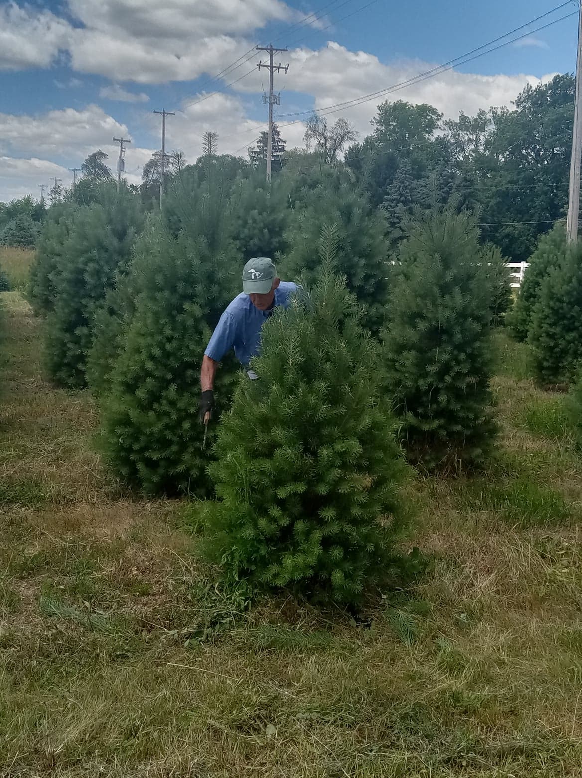 Shearing pines